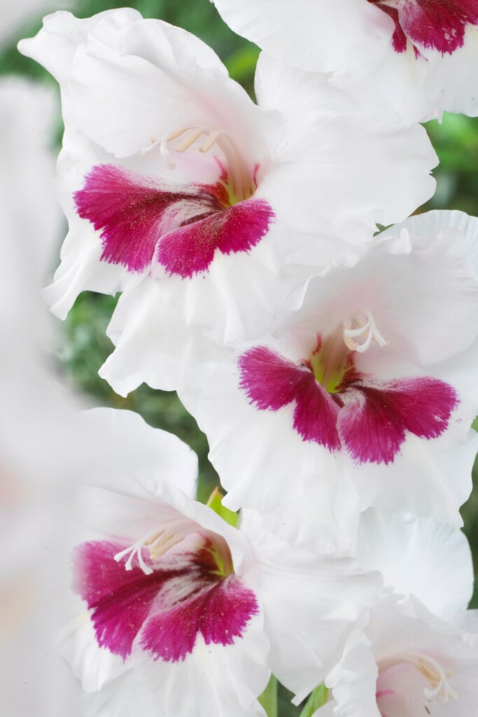 sword lily 'Fiorentina'