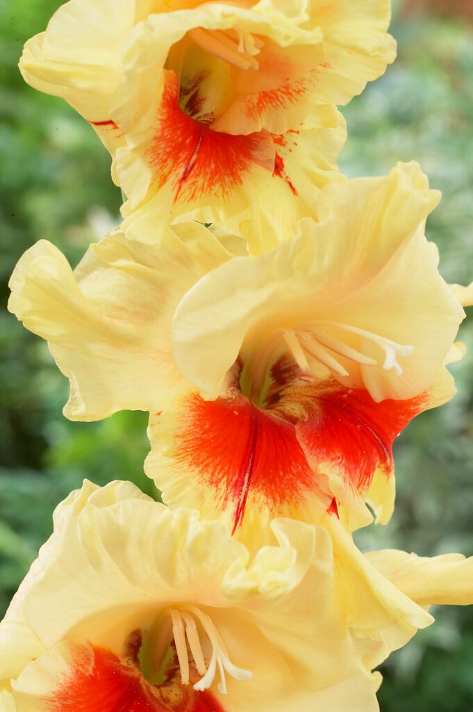 Gladiolus &Jester& (L) sword lily &Jester& Bulbs/RHS Gardening