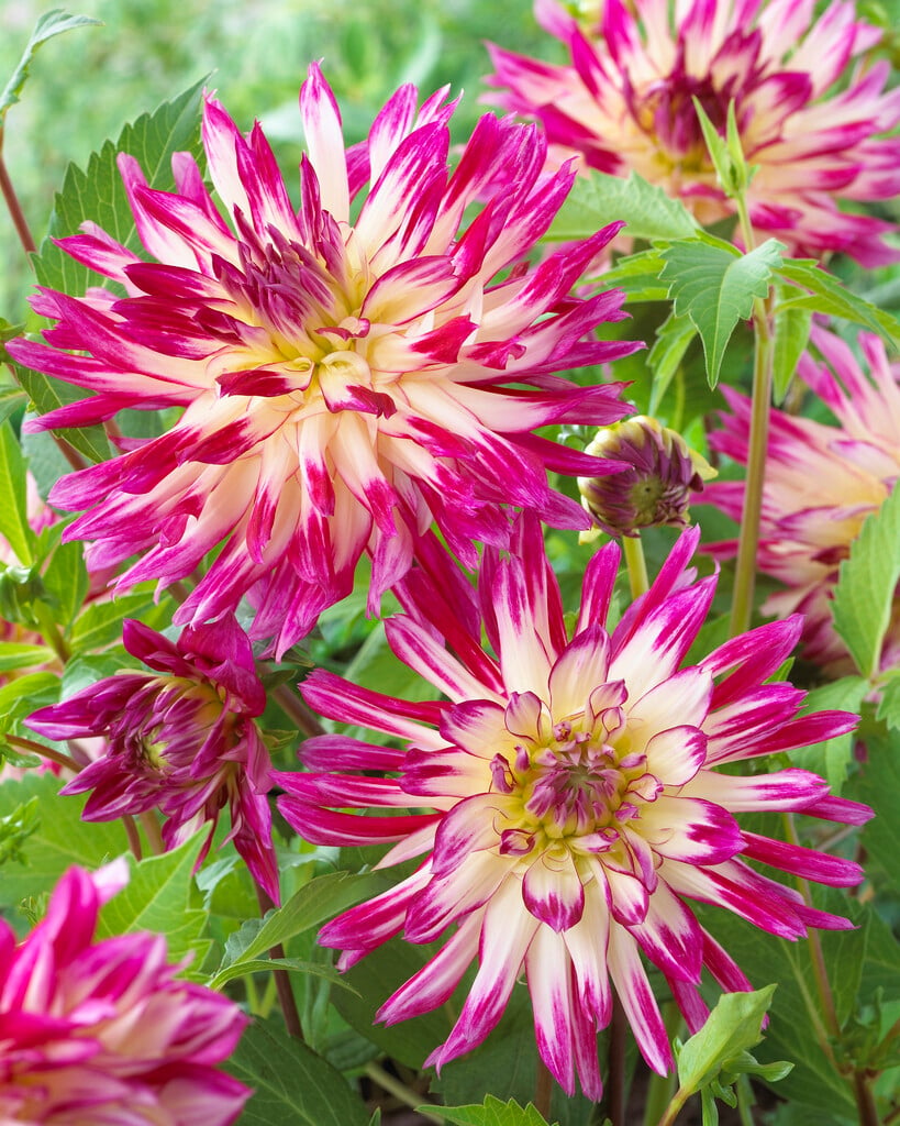 dahlia 'Daniel's Favourite'
