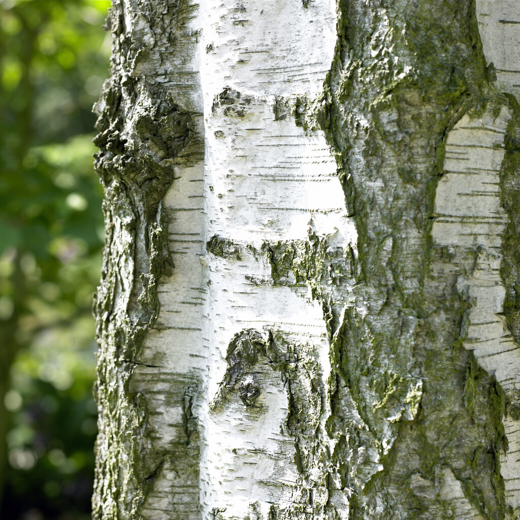 silver birch 'Fastigiata'