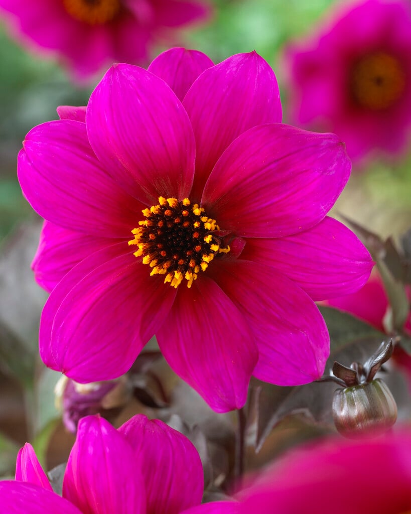 dahlia 'Excentrique'
