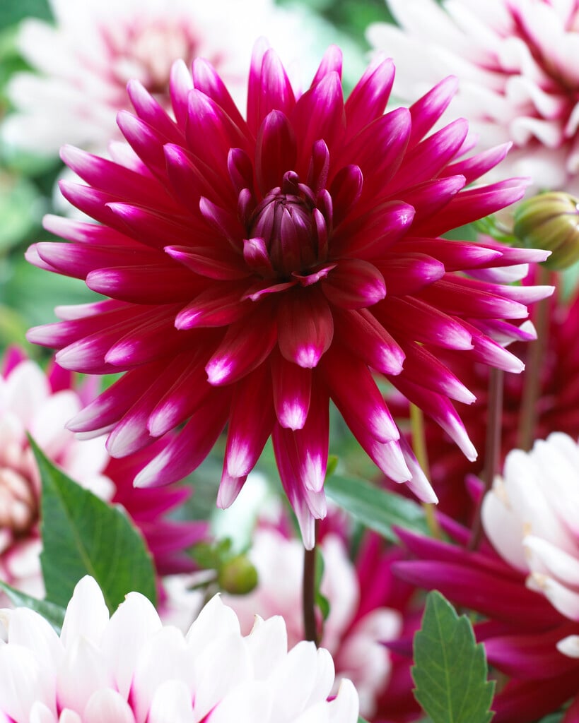 dahlia 'Rebecca's World'