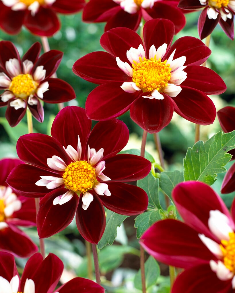 dahlia 'Mary Eveline'