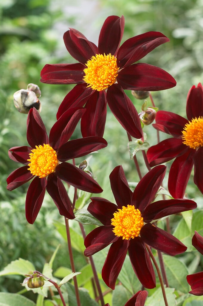 <i>Dahlia</i> 'Honka Black' (SinO)