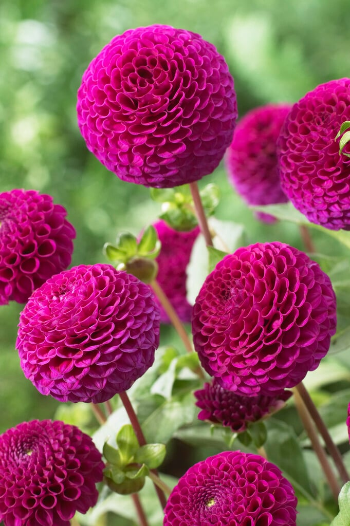 dahlia 'Rocco'