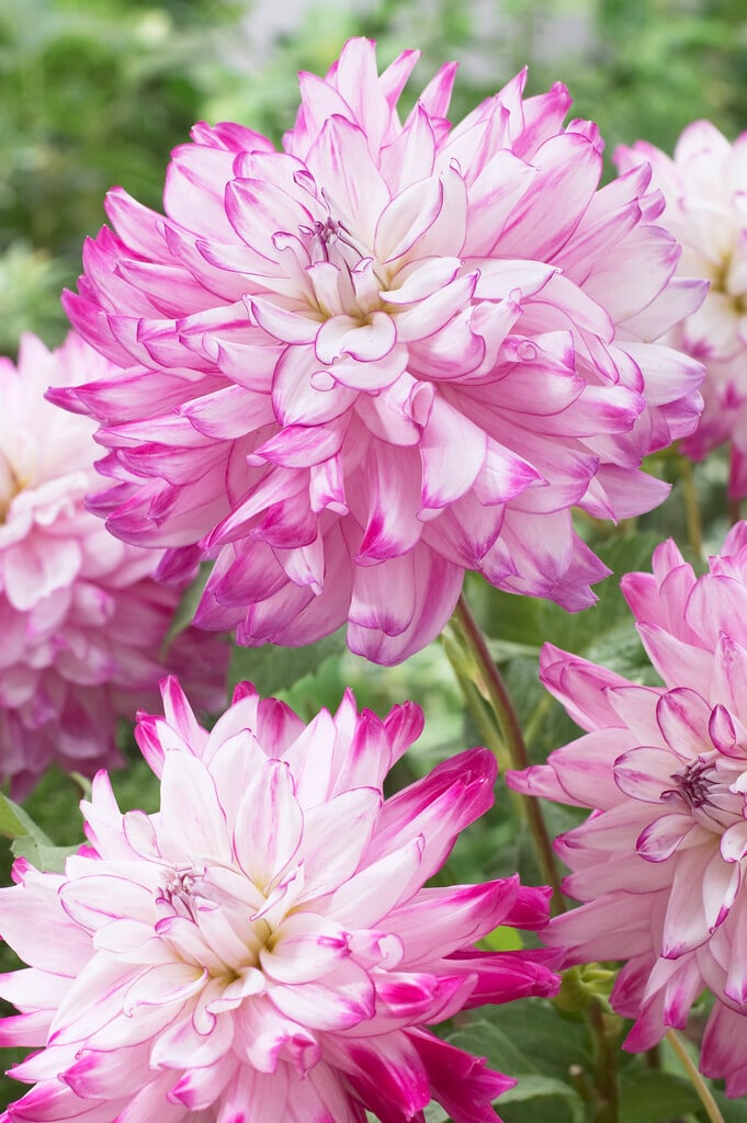 <i>Dahlia</i> 'Who Dun It' (D)