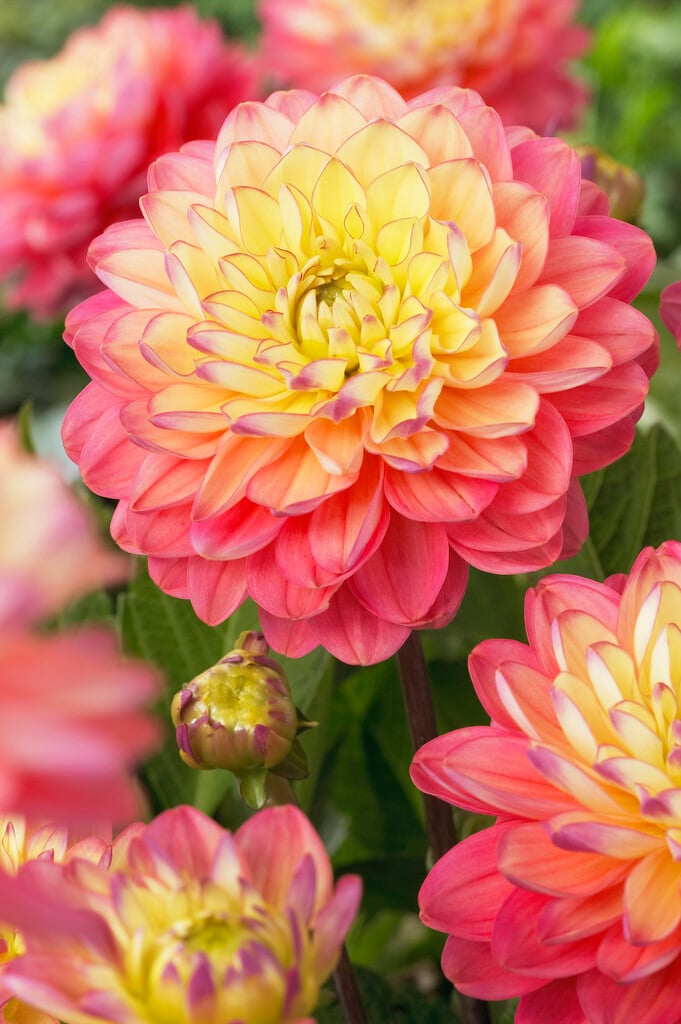 dahlia 'Melody Allegro'