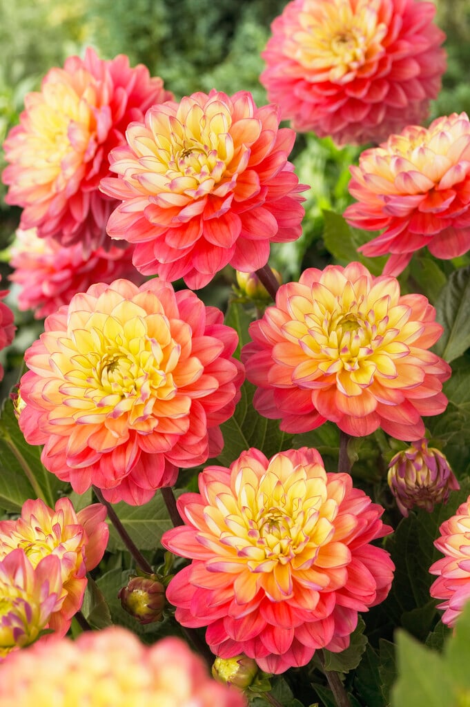 dahlia 'Melody Allegro'