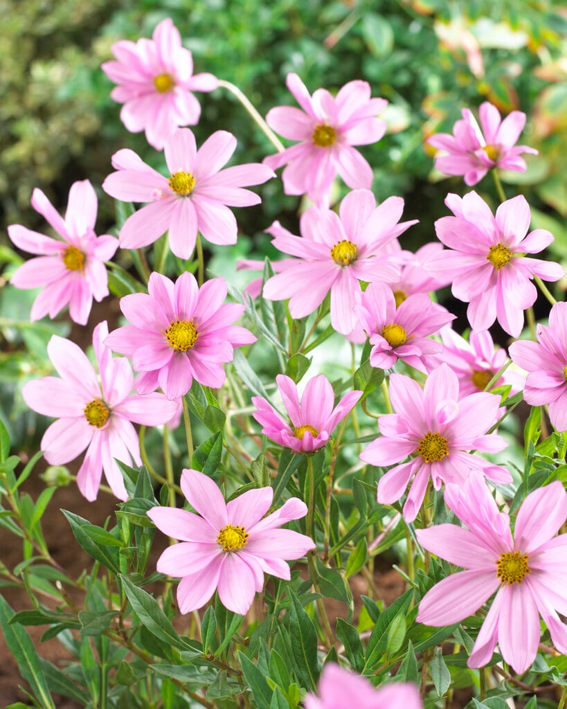 cosmos 'Flamingo'