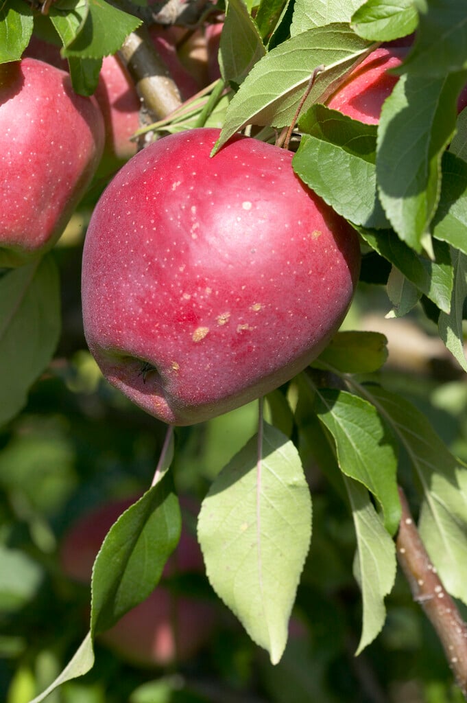 apple 'Beauty of Bath'