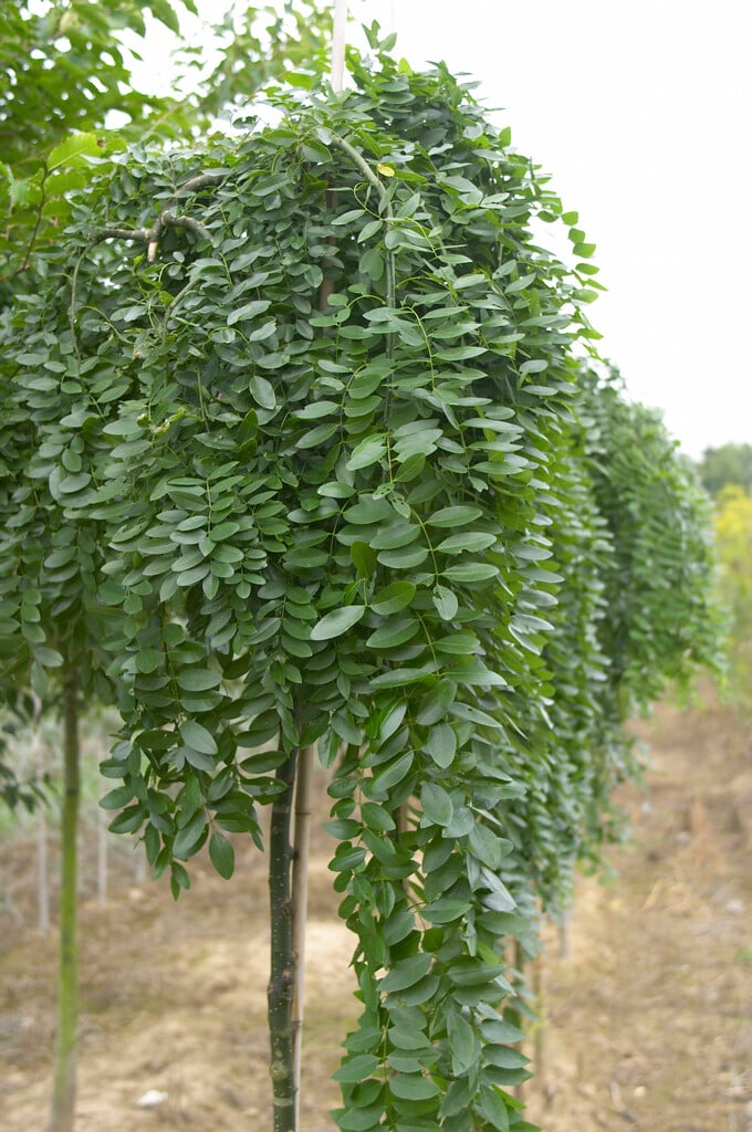 Japanese pagoda tree 'Pendulum'