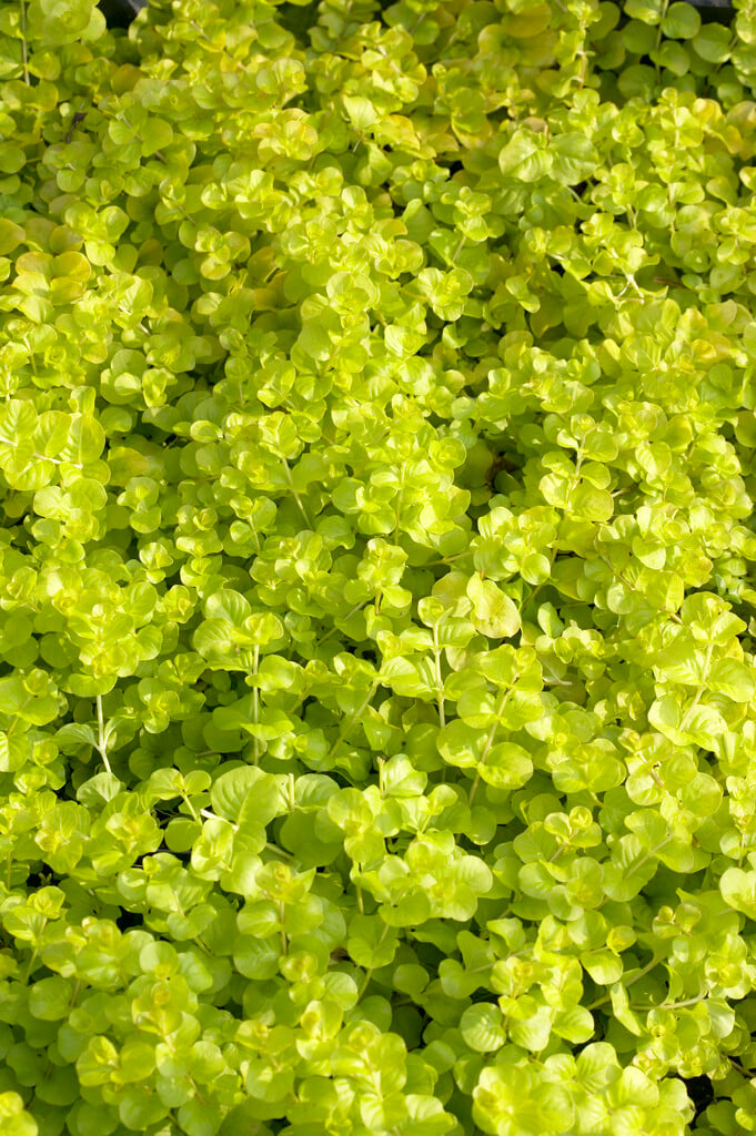 Lysimachia nummularia &Aurea& | golden creeping Jenny Herbaceous ...