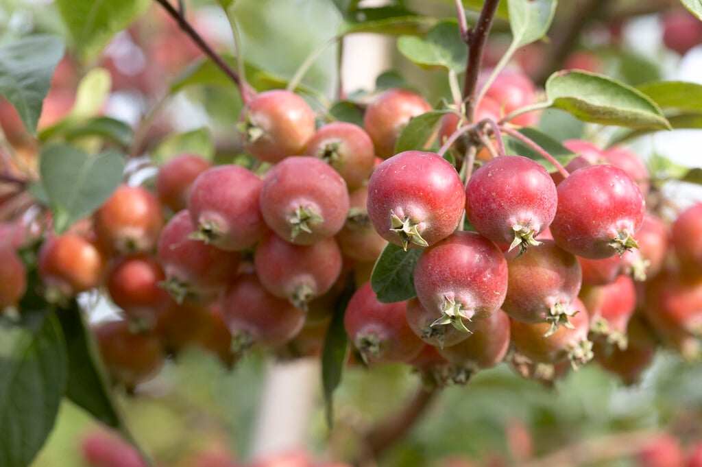 apple 'John Downie'