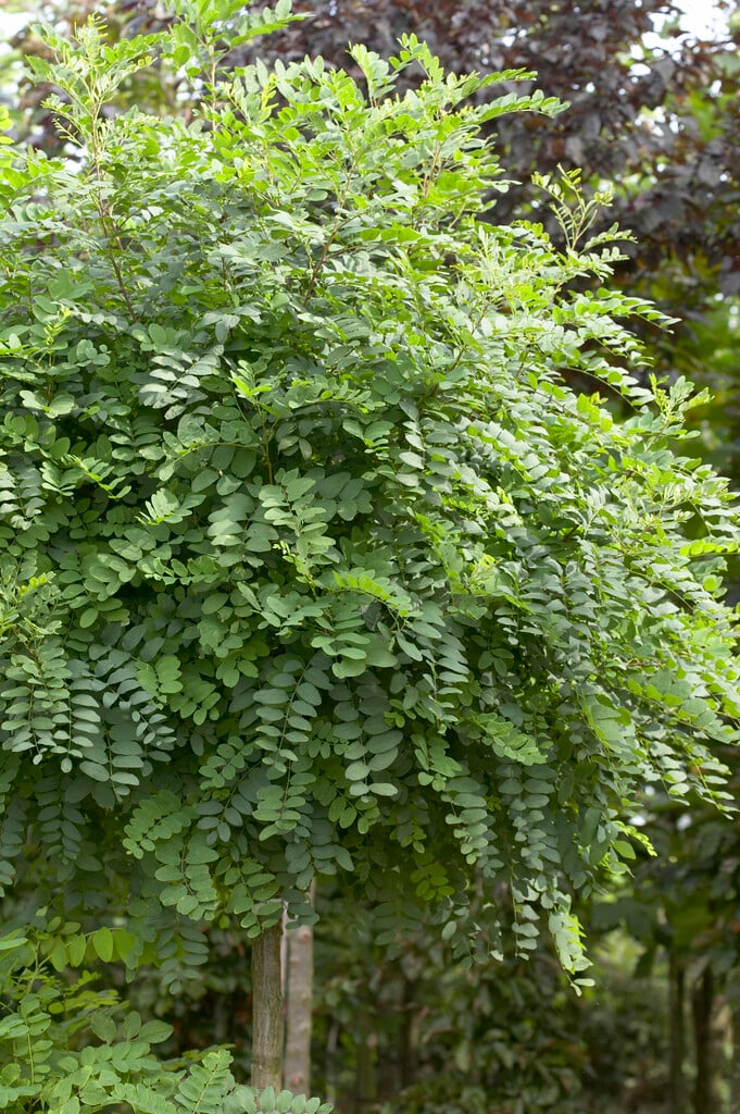 parasol acacia