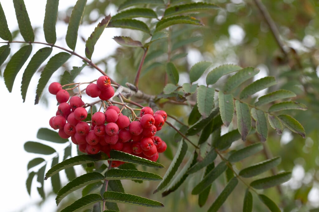 <em>Sorbus</em> × <em>thuringiaca</em> 'Fastigiata'