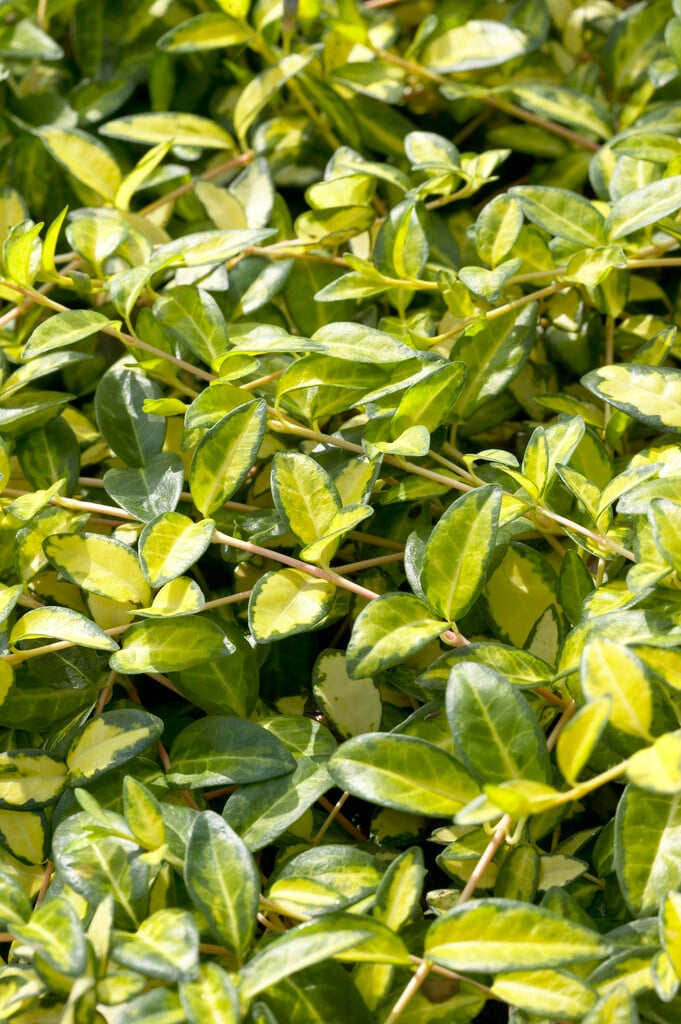lesser periwinkle 'Illumination'