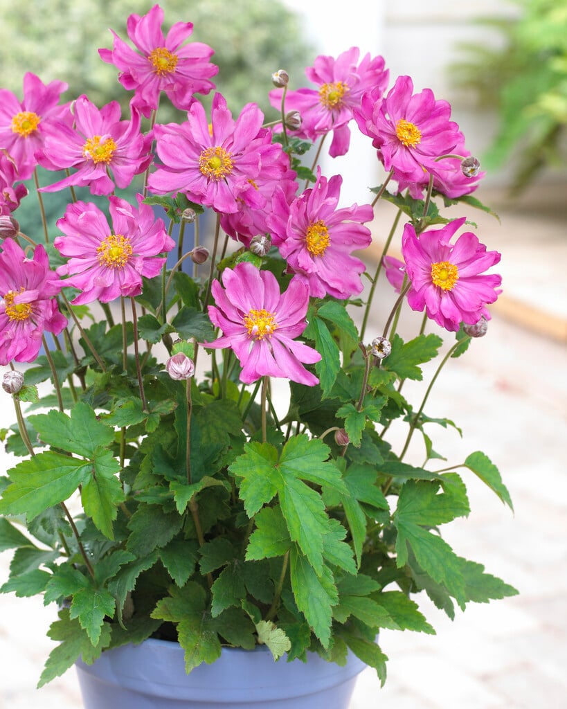 Japanese anemone 'Prinz Heinrich'