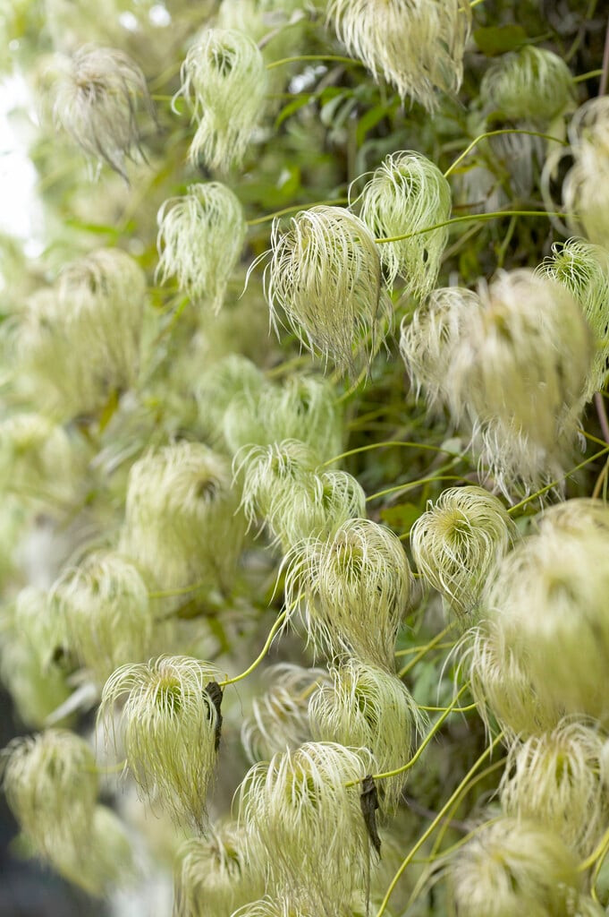 golden clematis