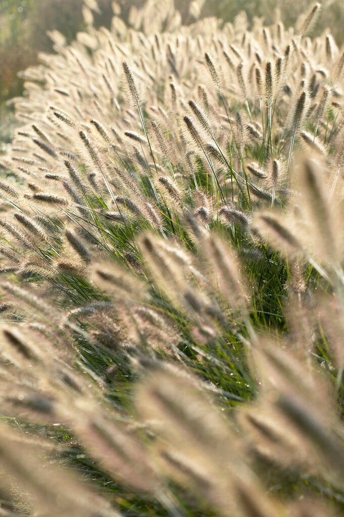 Chinese fountain grass 'Weserbergland'