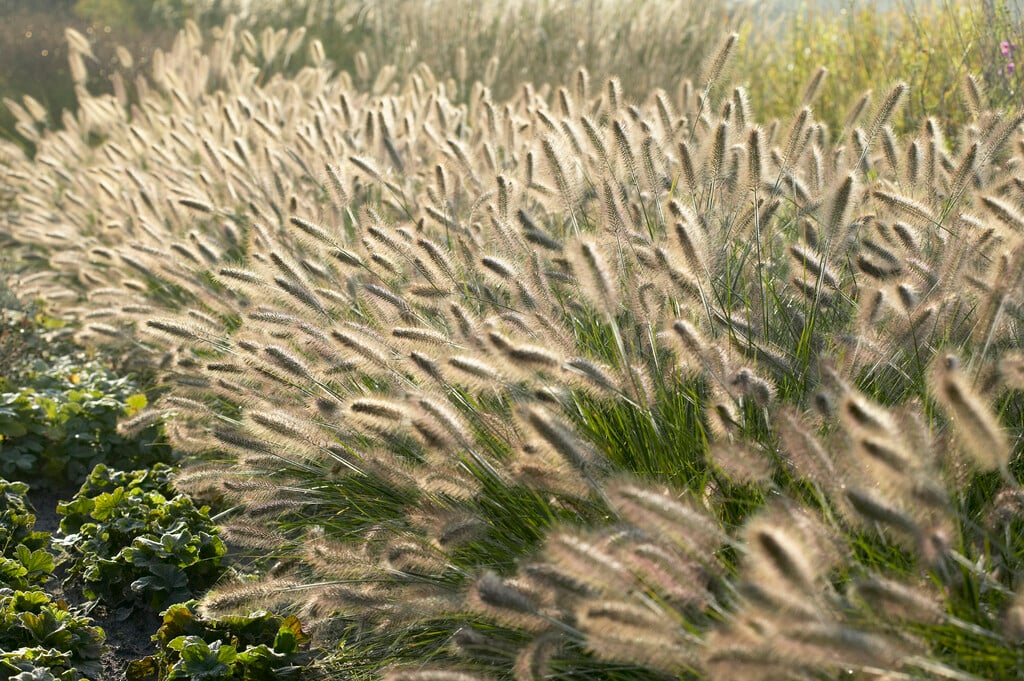 Chinese fountain grass 'Weserbergland'