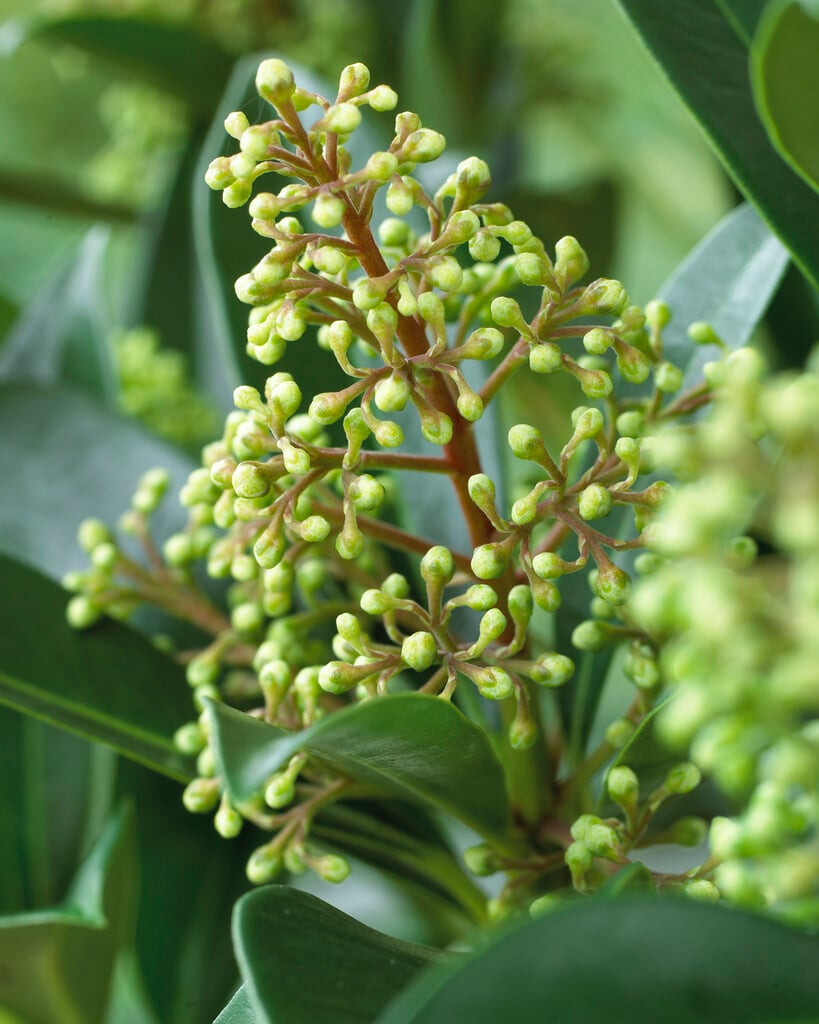 skimmia 'Kew Green'