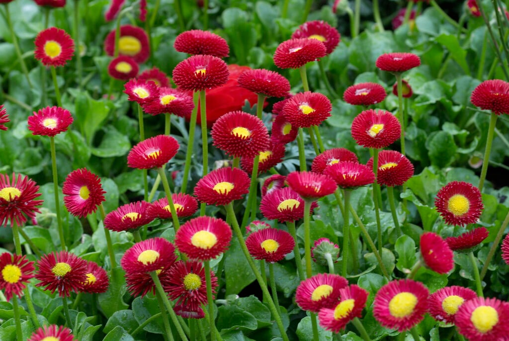 <i>Bellis</i> <i>perennis</i> 'Galaxy Red' (Galaxy Series)