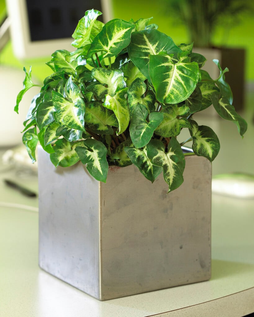 <i>Syngonium</i> <i>podophyllum</i> 'Pixie'
