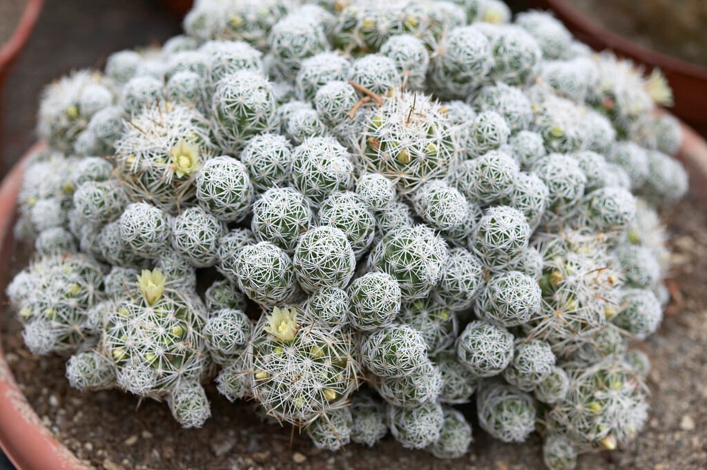 thimble cactus