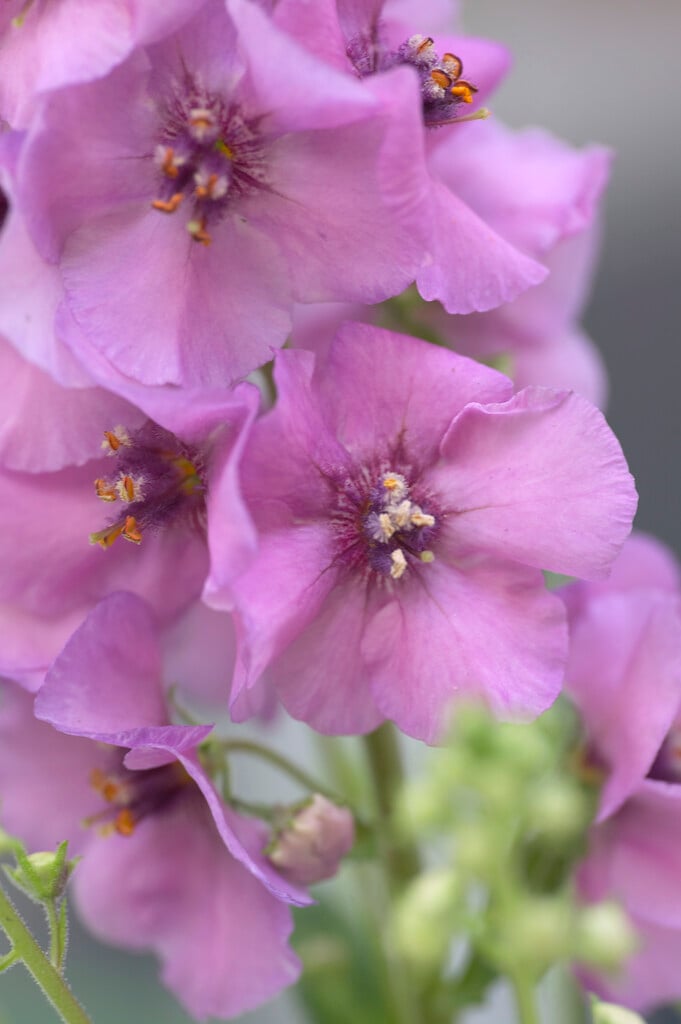 mullein 'Jackie in Pink'