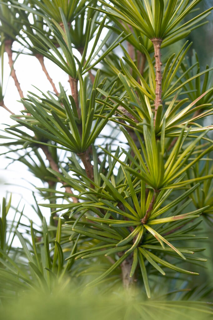 umbrella pine 'Sternschnuppe'