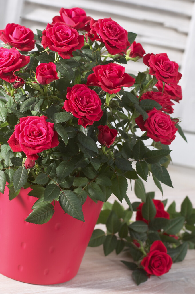 Rosa &Parade& (Cl) | rose &Parade& Roses/RHS Gardening