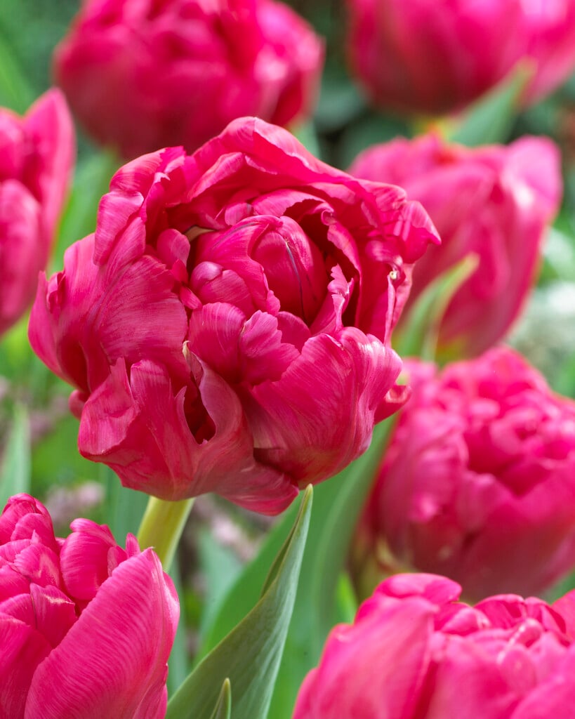 tulip 'Chato'