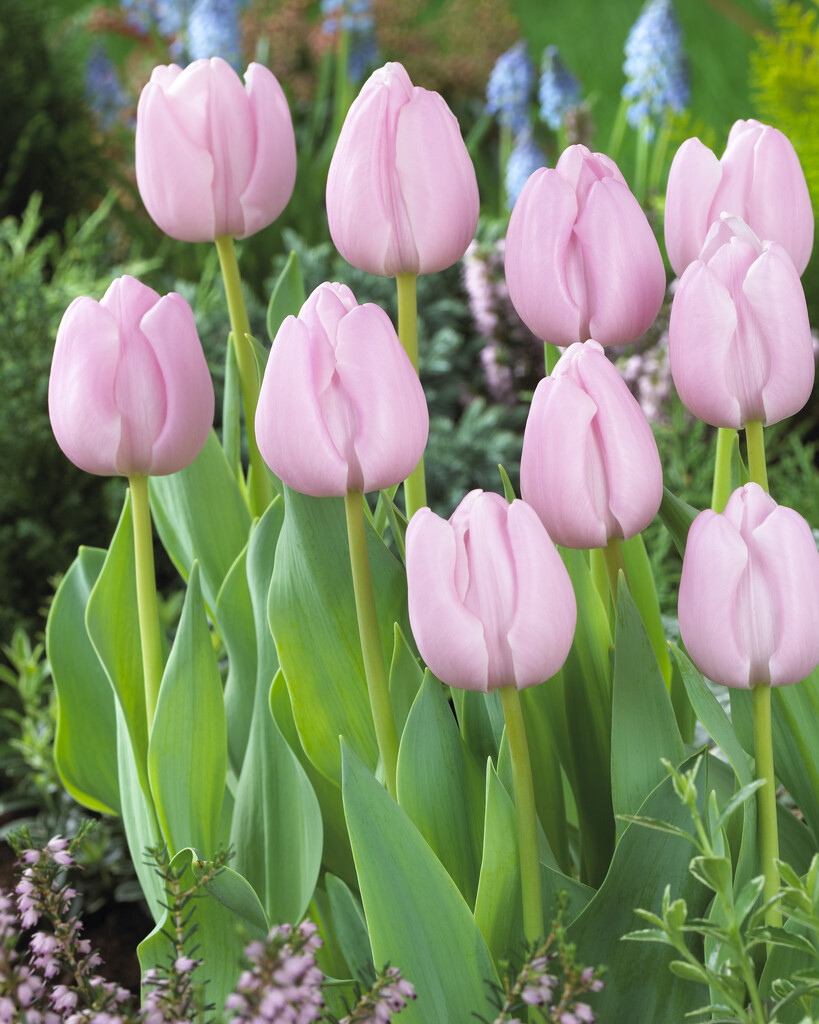 tulip 'Pink Diamond'
