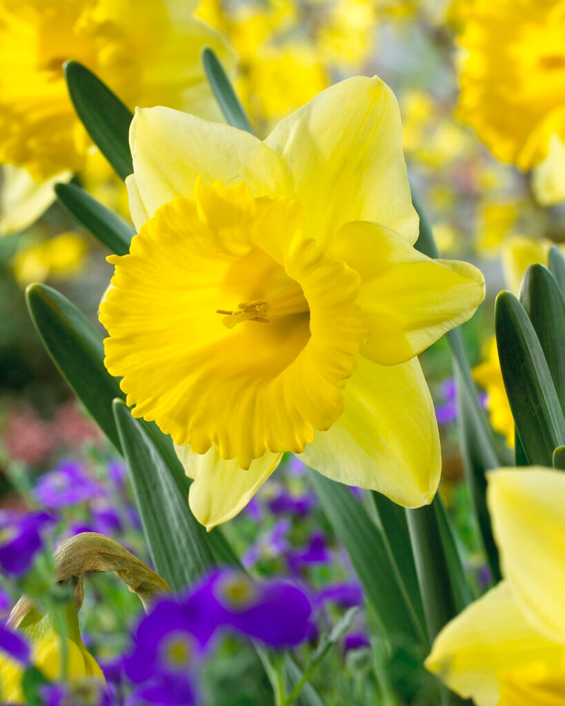 daffodil 'Kiss Me'