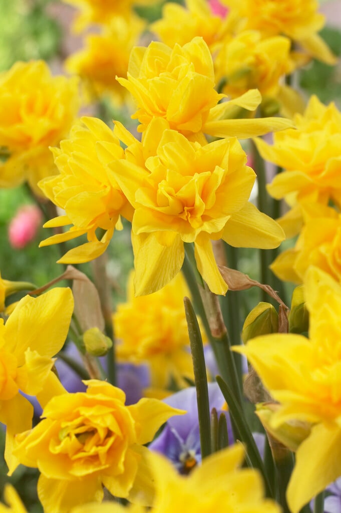 daffodil 'Double Campernelle'