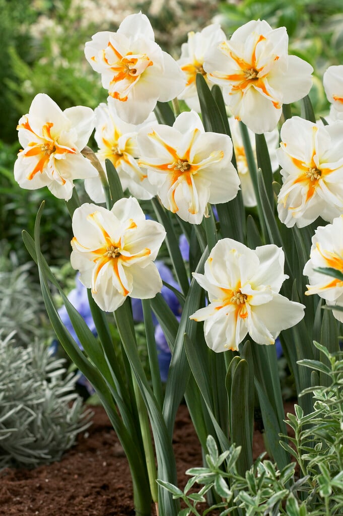 daffodil 'Trepolo'