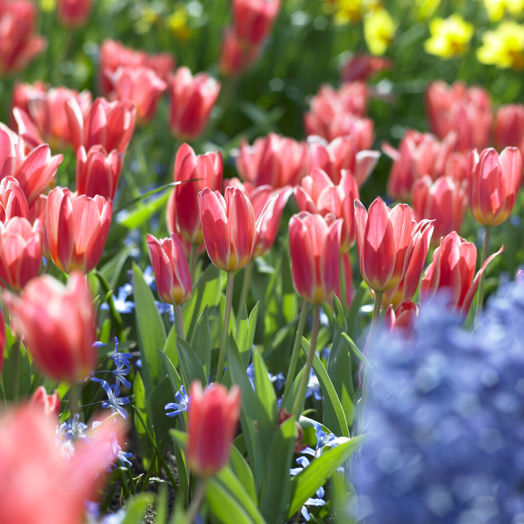 tulip 'Shakespeare'
