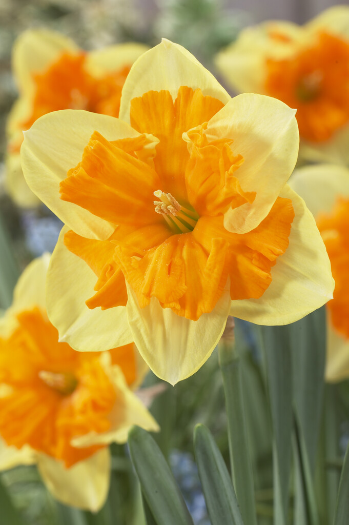 daffodil 'Mondragon'
