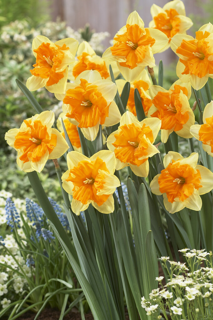 daffodil 'Mondragon'