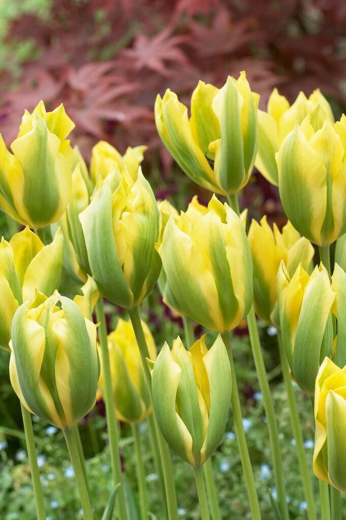 tulip 'Formosa'
