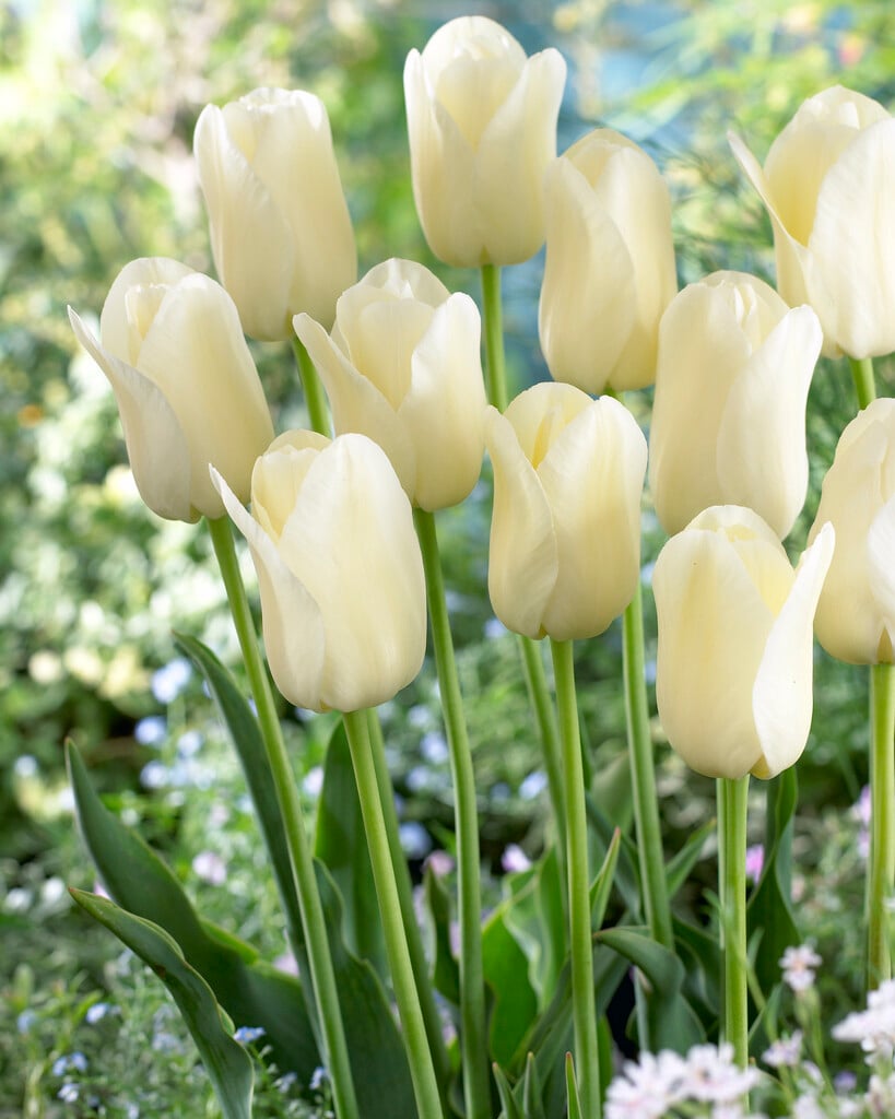 tulip 'City of Vancouver'