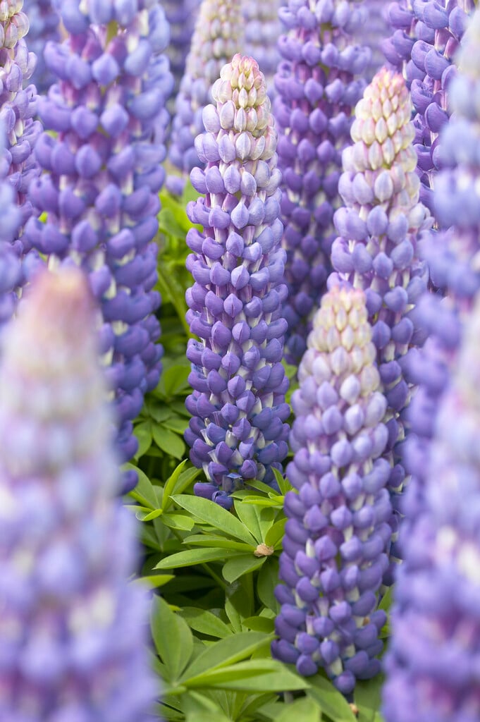 bigleaf lupin