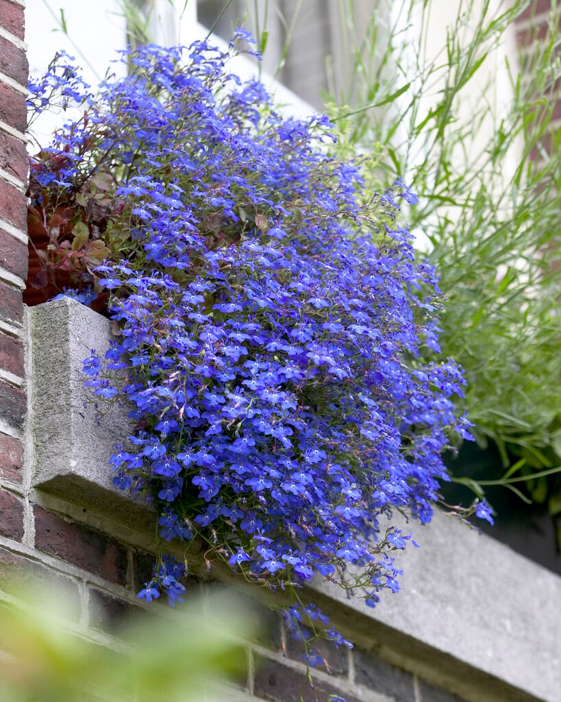 trailing lobelia