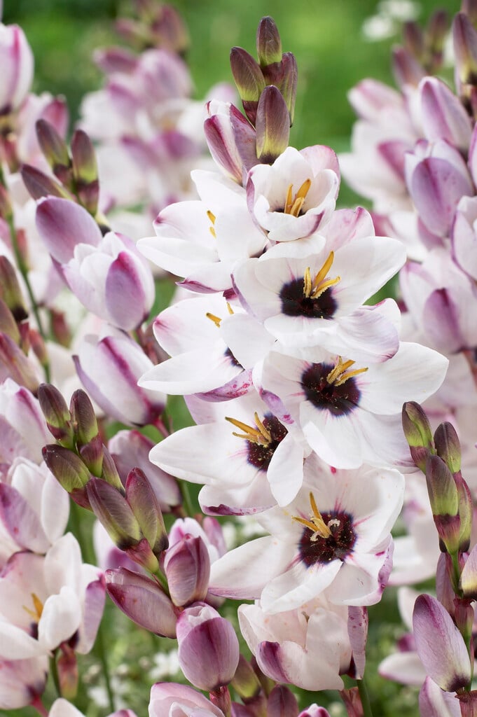 <i>Ixia</i> 'Blue Bird'