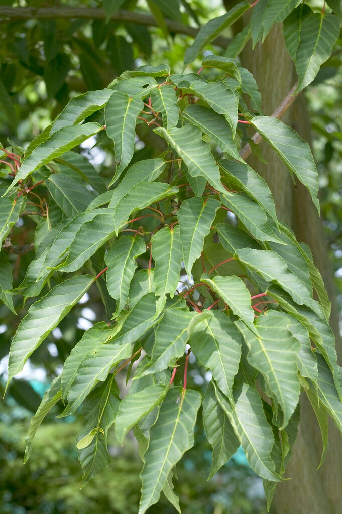 Père David's maple 'Karmen'