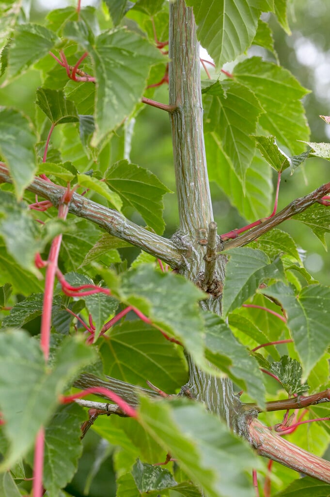 maple 'Silver Cardinal'