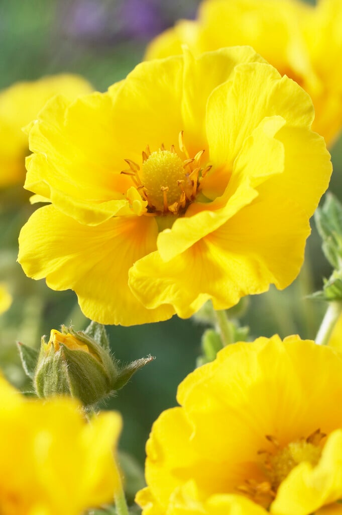 cinquefoil 'Yellow Queen'