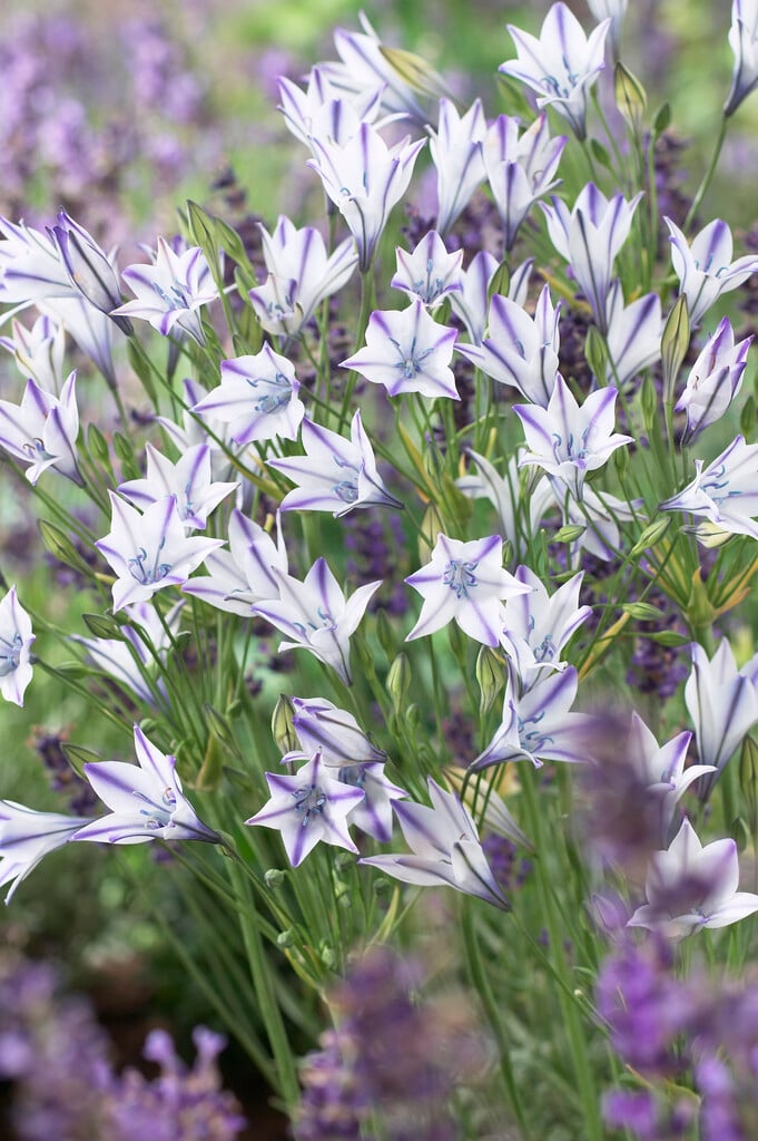 triplet lily 'Foxy'