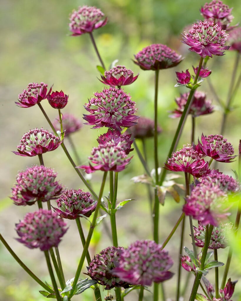 masterwort 'Moulin Rouge'