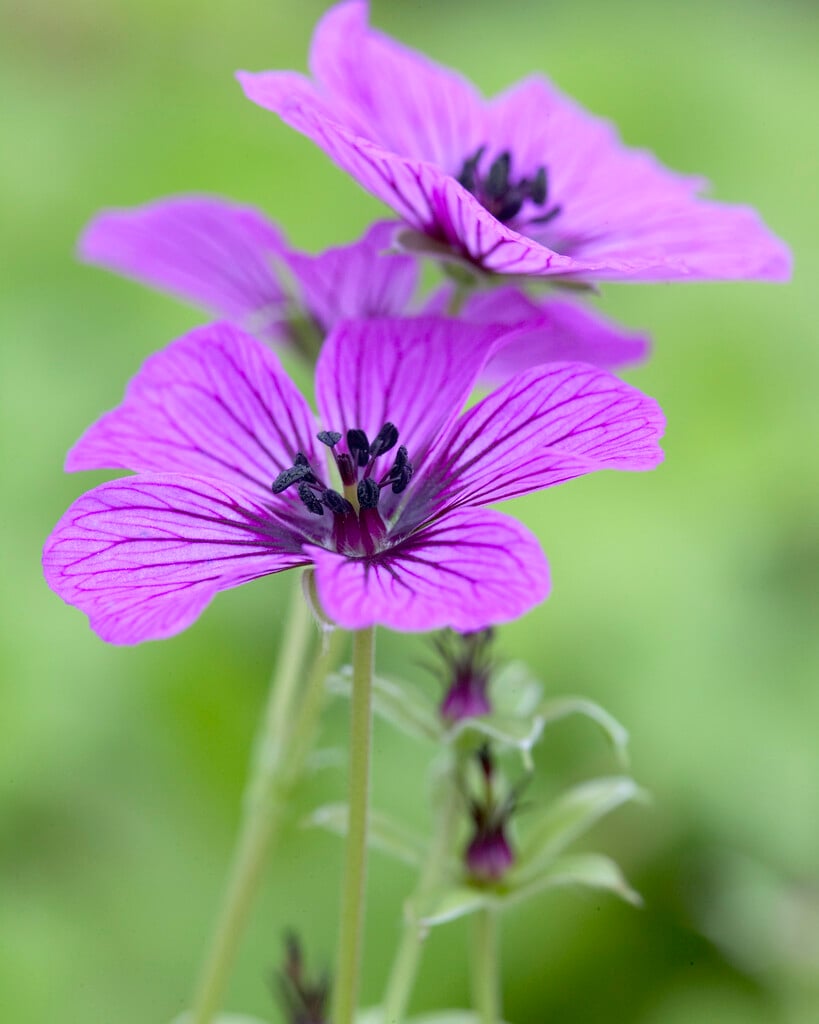 ashy cranesbill 'Sateene'